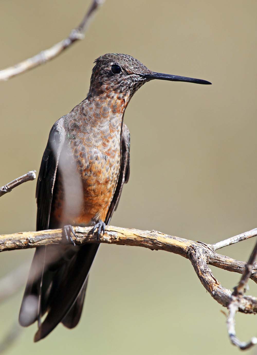 mambo-condor-giant-hummingbird