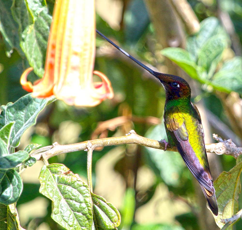 'Sword-bliled Hummingbird' in Ecuador, image by Damon Ramsey