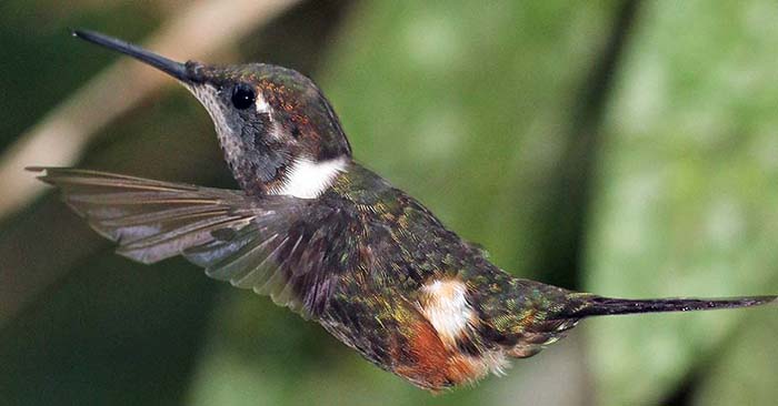 tandayapa-purple-throated-woodstar