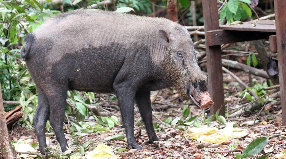 tanjung-puting-bearded-pig