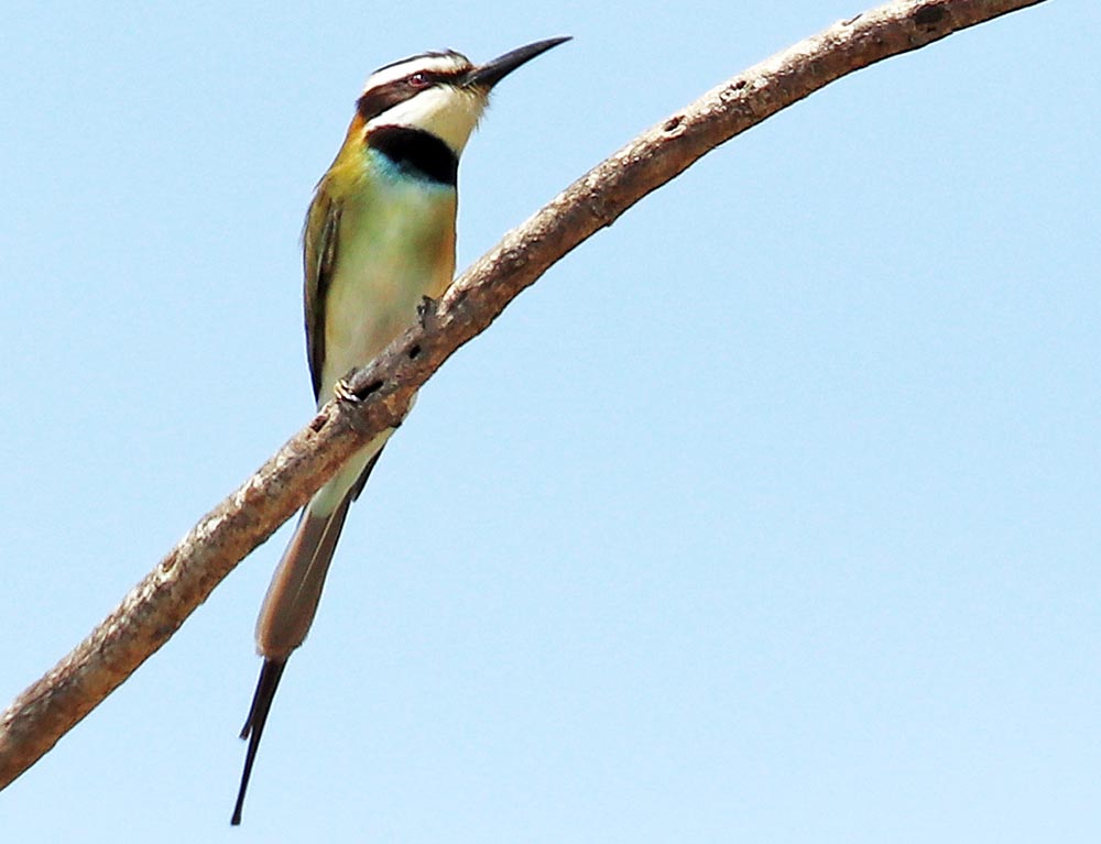 tanzania-bee-eater