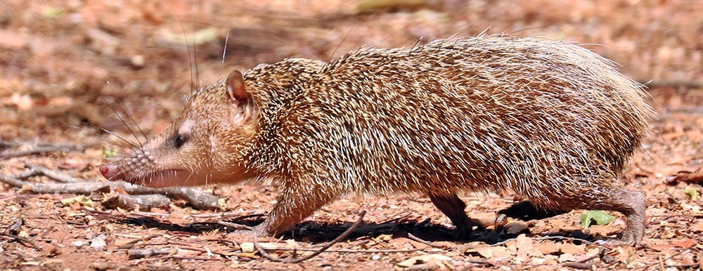 tenrec-greater-hedgehog