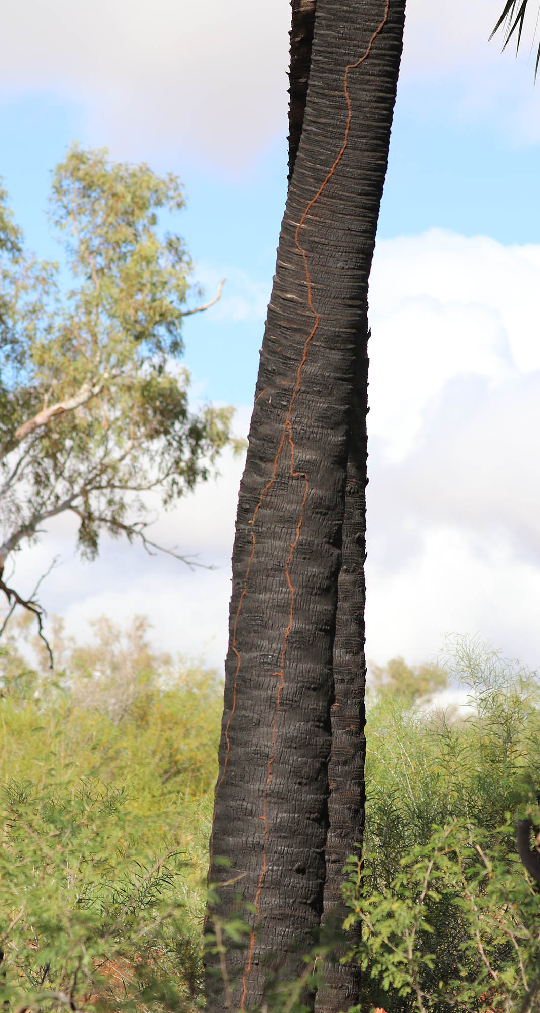 termite-trail-on-palm-millstream