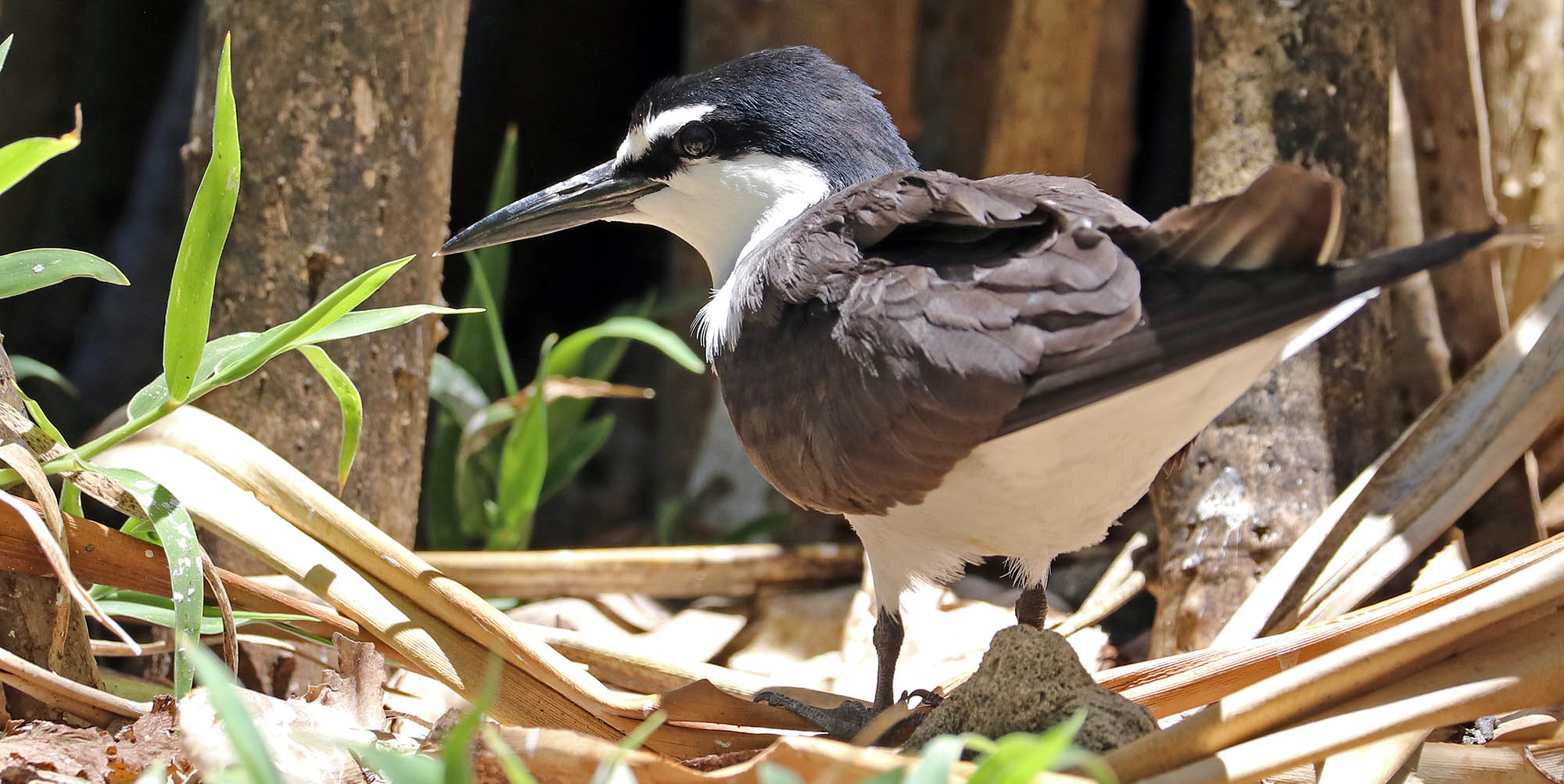 tern-bridled-musgrave