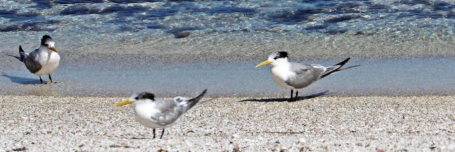 Greater Crested Tern (image by Damon Ramsey)