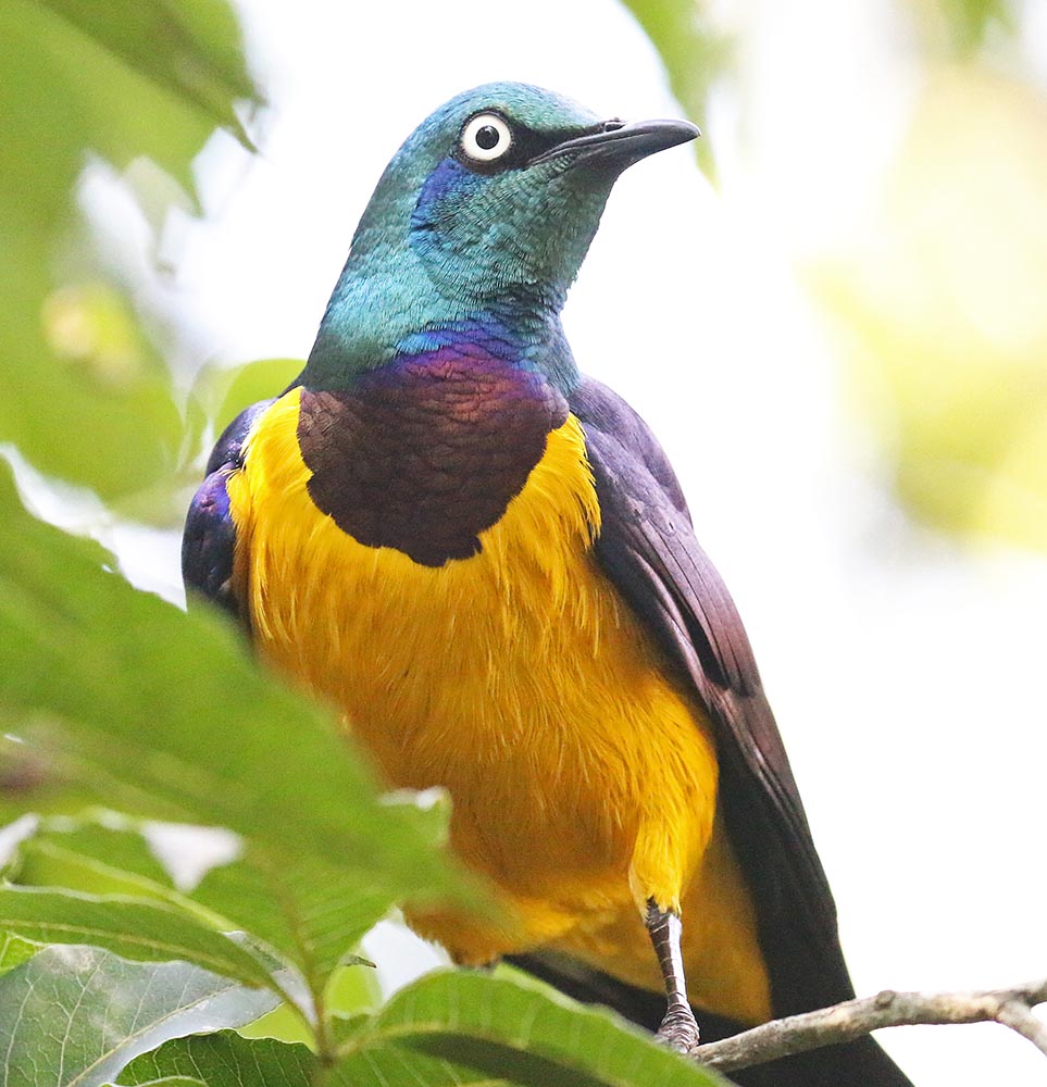 garden-route-starling