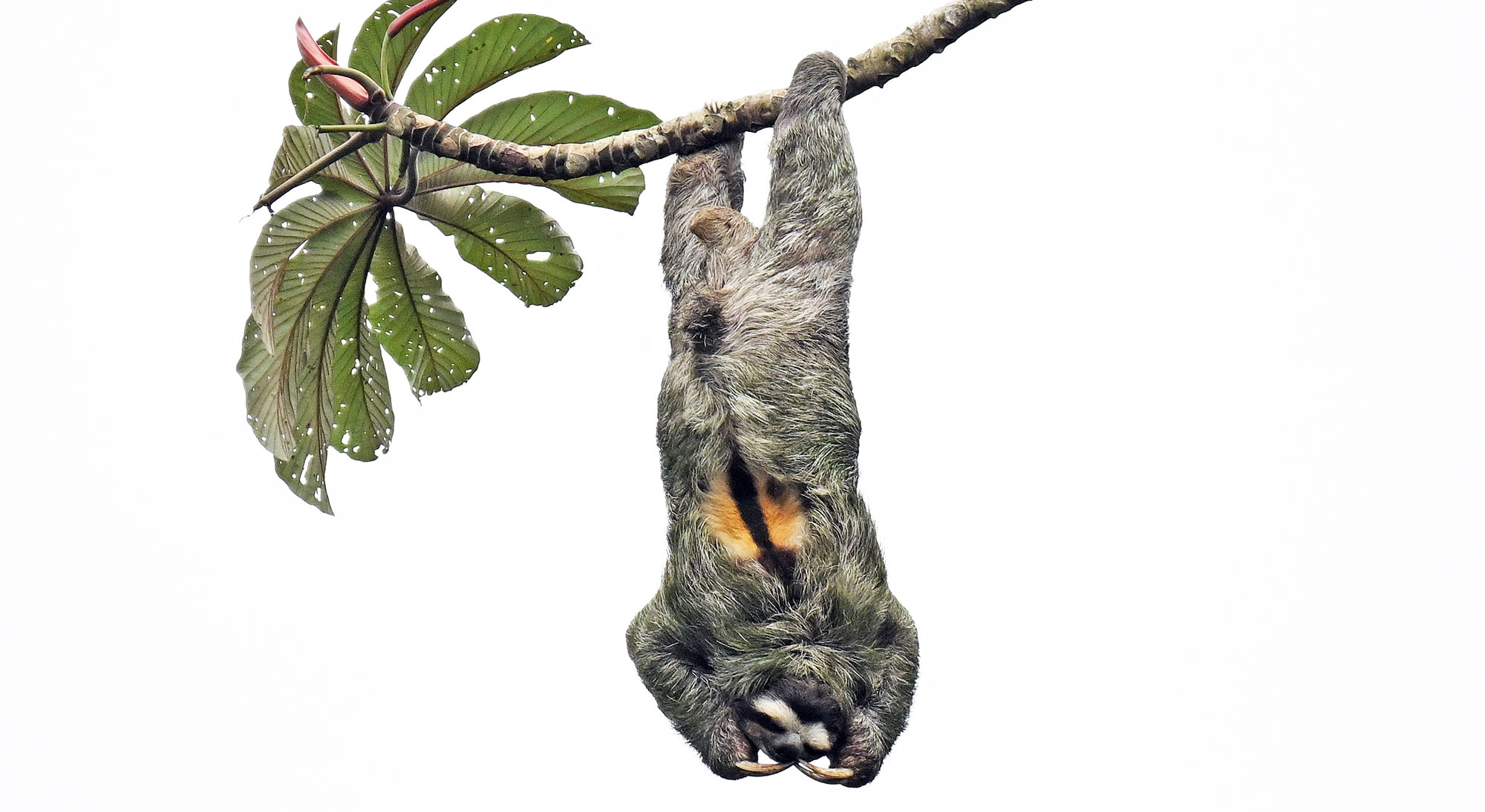 three-toed-sloth-puerto-limon-
