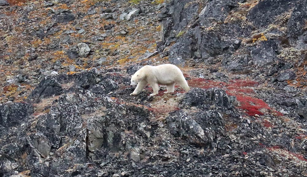 Polar Bear (image by Damon Ramsey)
