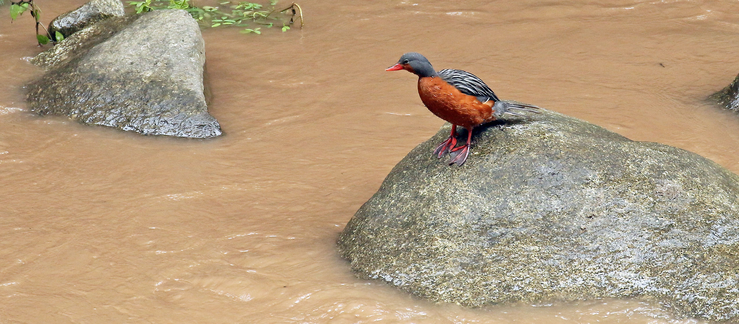 duck-torrent-machu-picchu