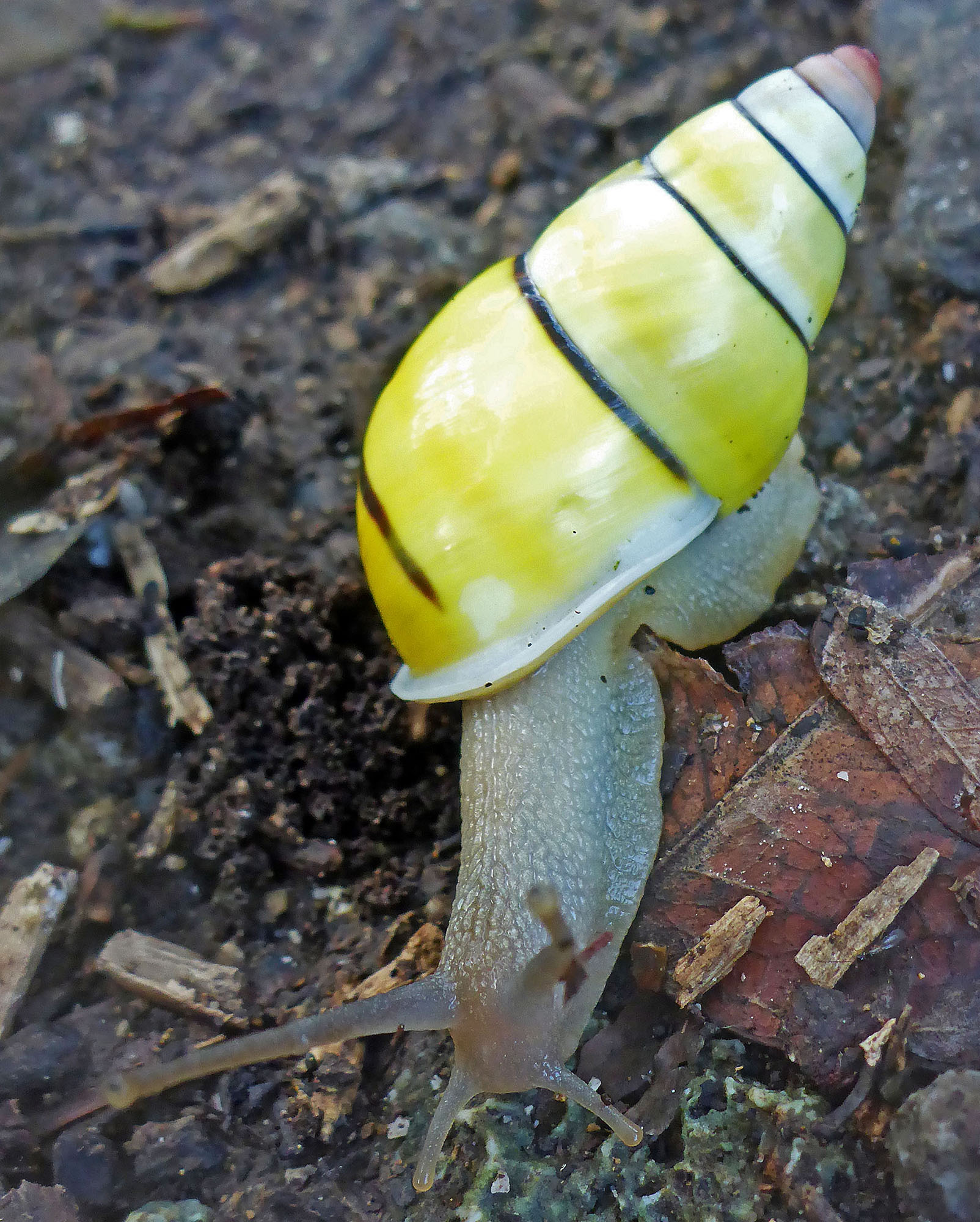 snail-tree-amphidromus-komodo