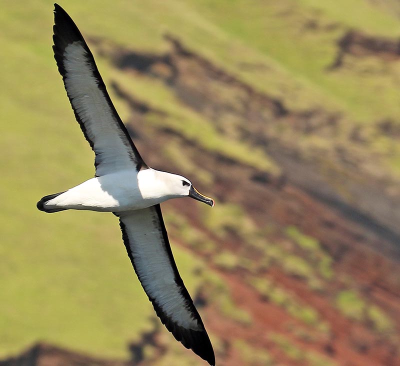 tristan-yellow-nose-albatross