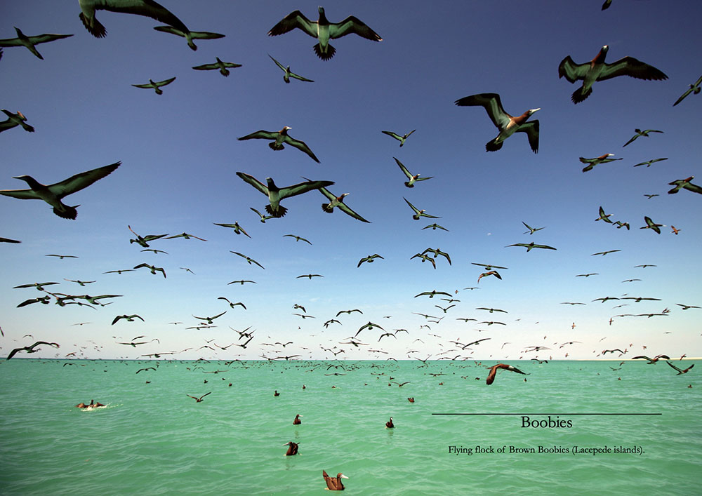 tropical-open-ocean-booby-section-cover