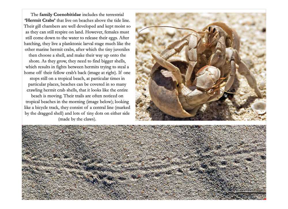 book-tropical-seashores-184