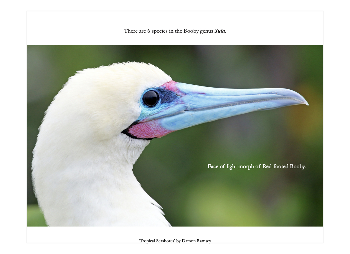 book-tropical-seashores-333