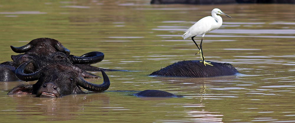 udawelewa-bird-on-buffalo