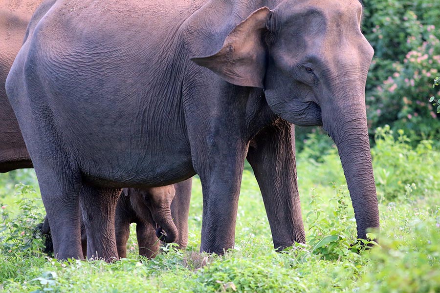 Indian Elephant (image by Damon Ramsey)