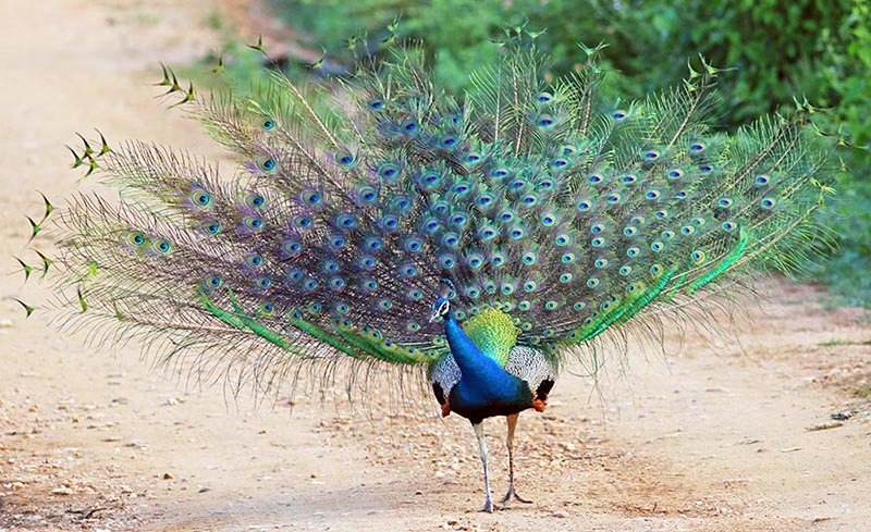 Male peacock in display (image by Damon Ramsey)