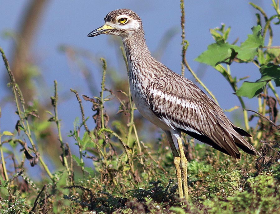 Indian Thick-knee (image by Damon Ramsey)