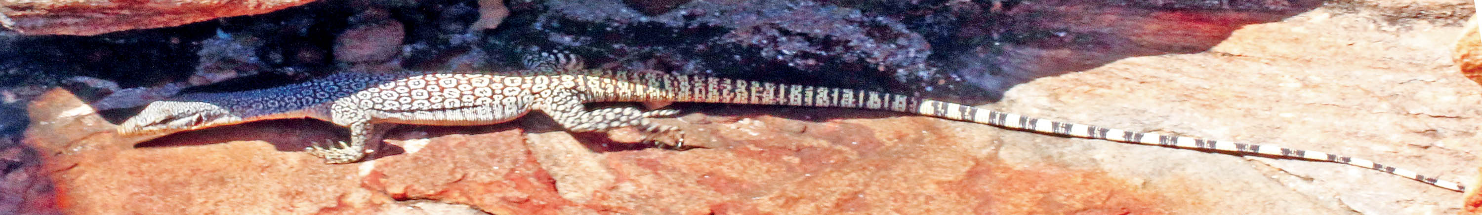 varanus-glauerteri-bigge