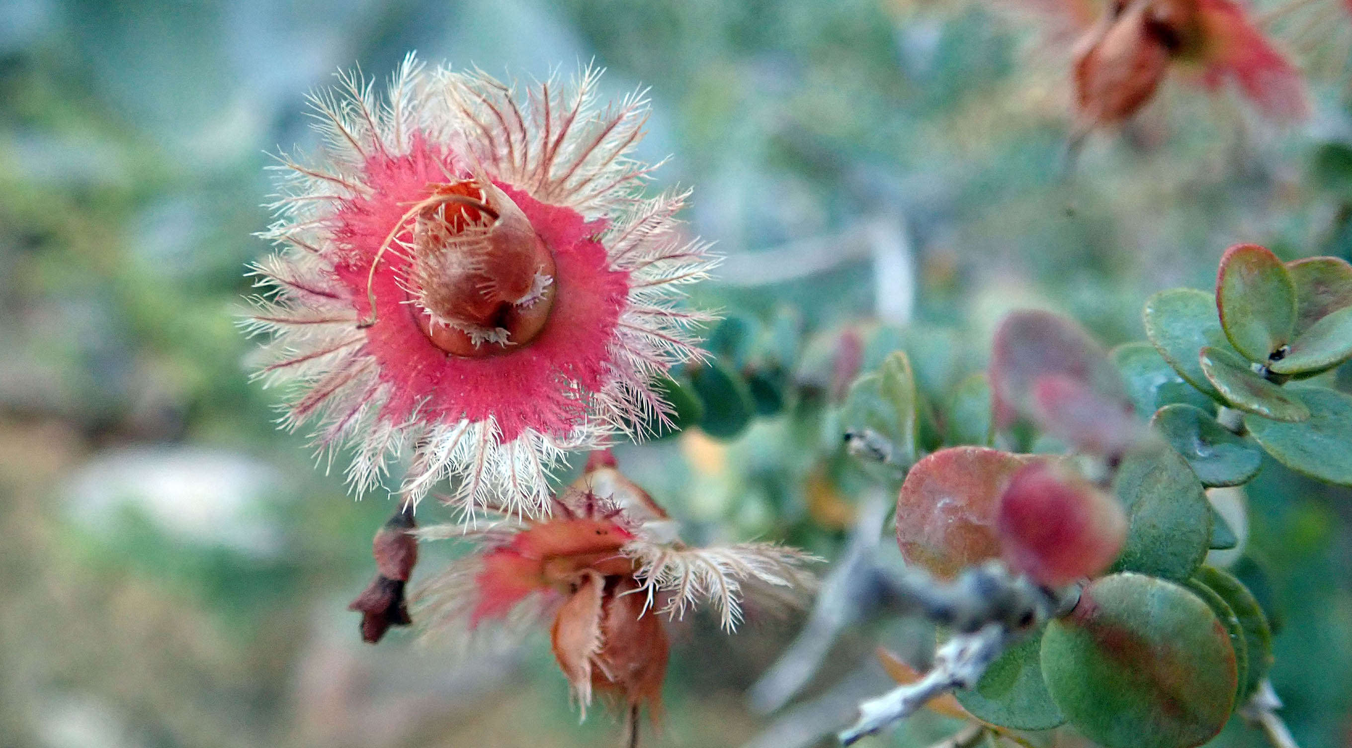 verticordia-etheliana-kings-park