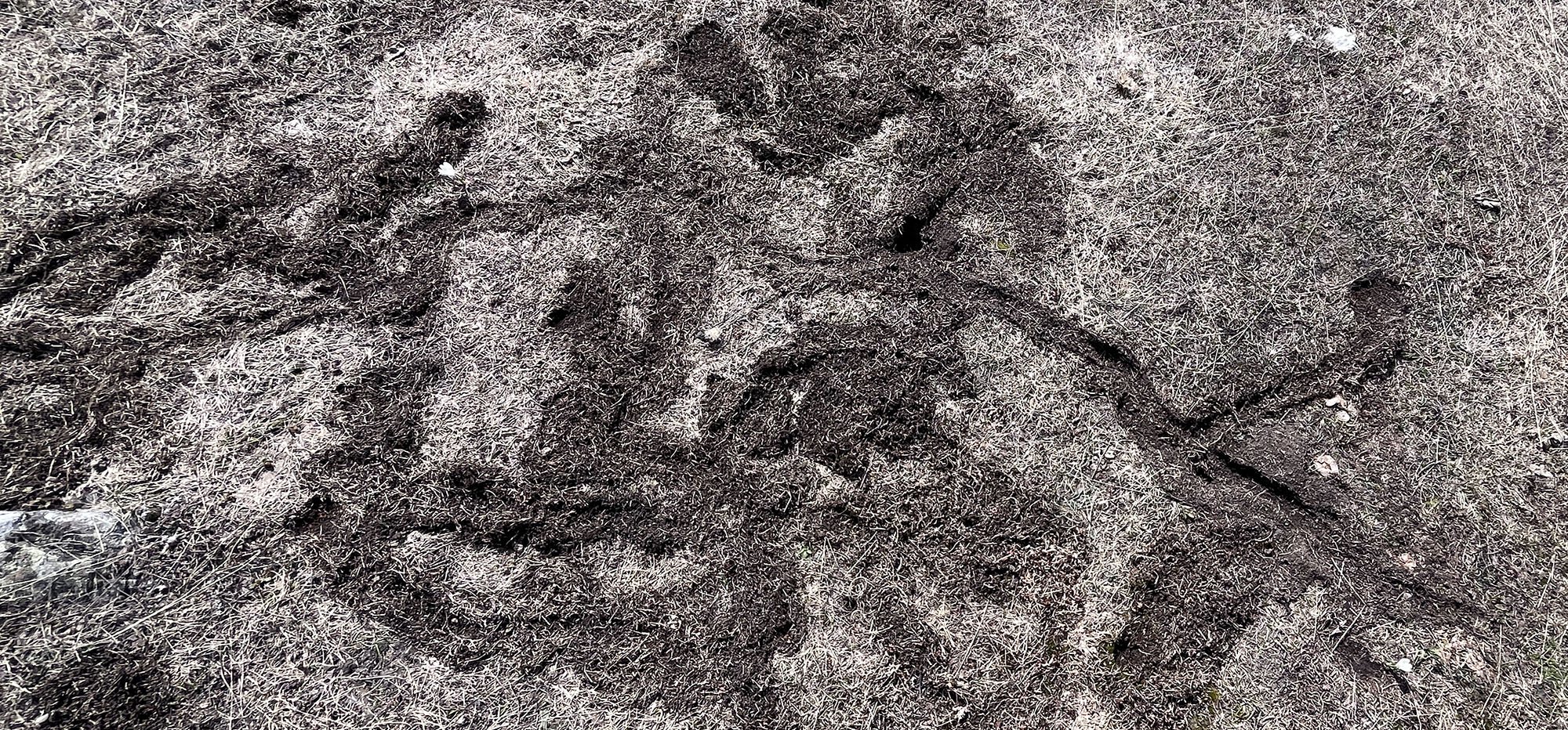 vole-tracks-french-alps-