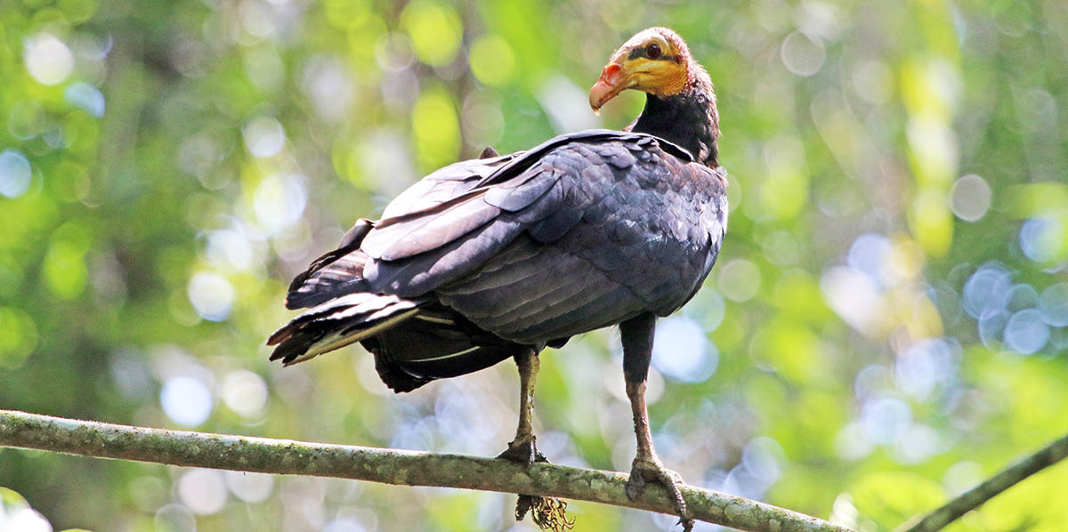 vulture-greater-yellow-headed-yarina