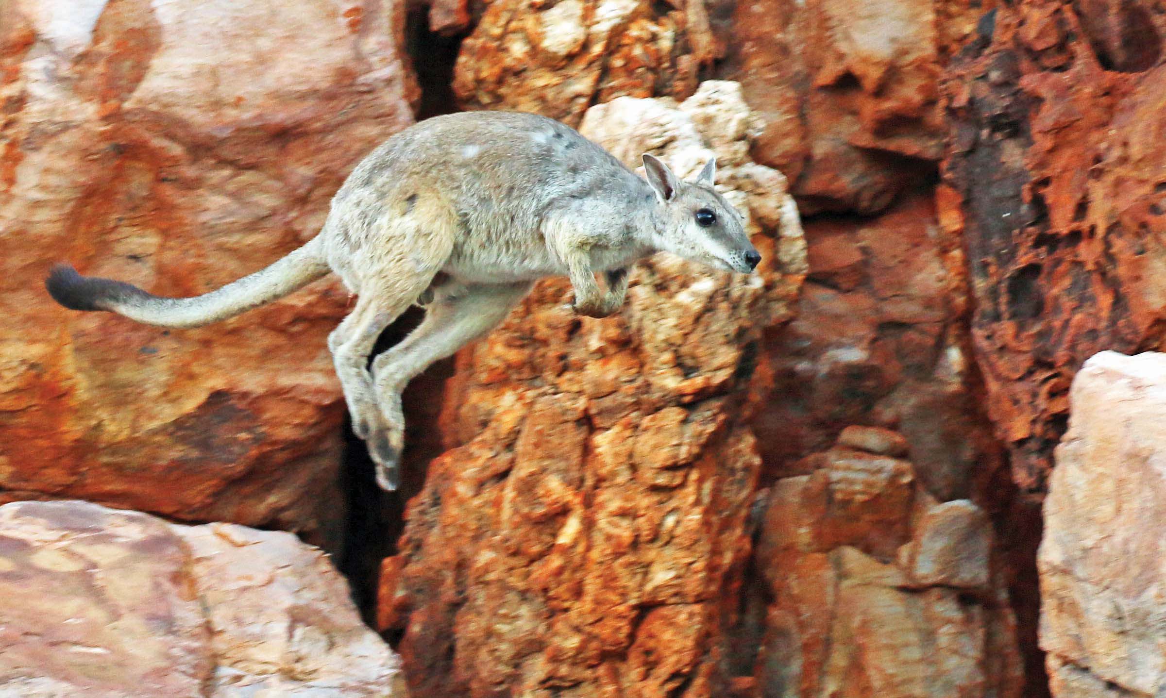 wallaby-rock-western-short-earred-talbot