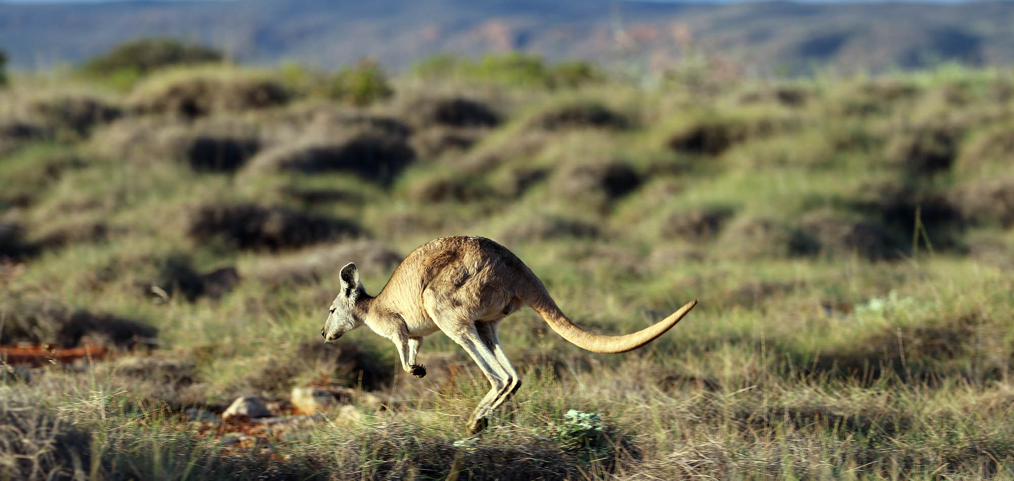 wallaroo-hopping-cape-range