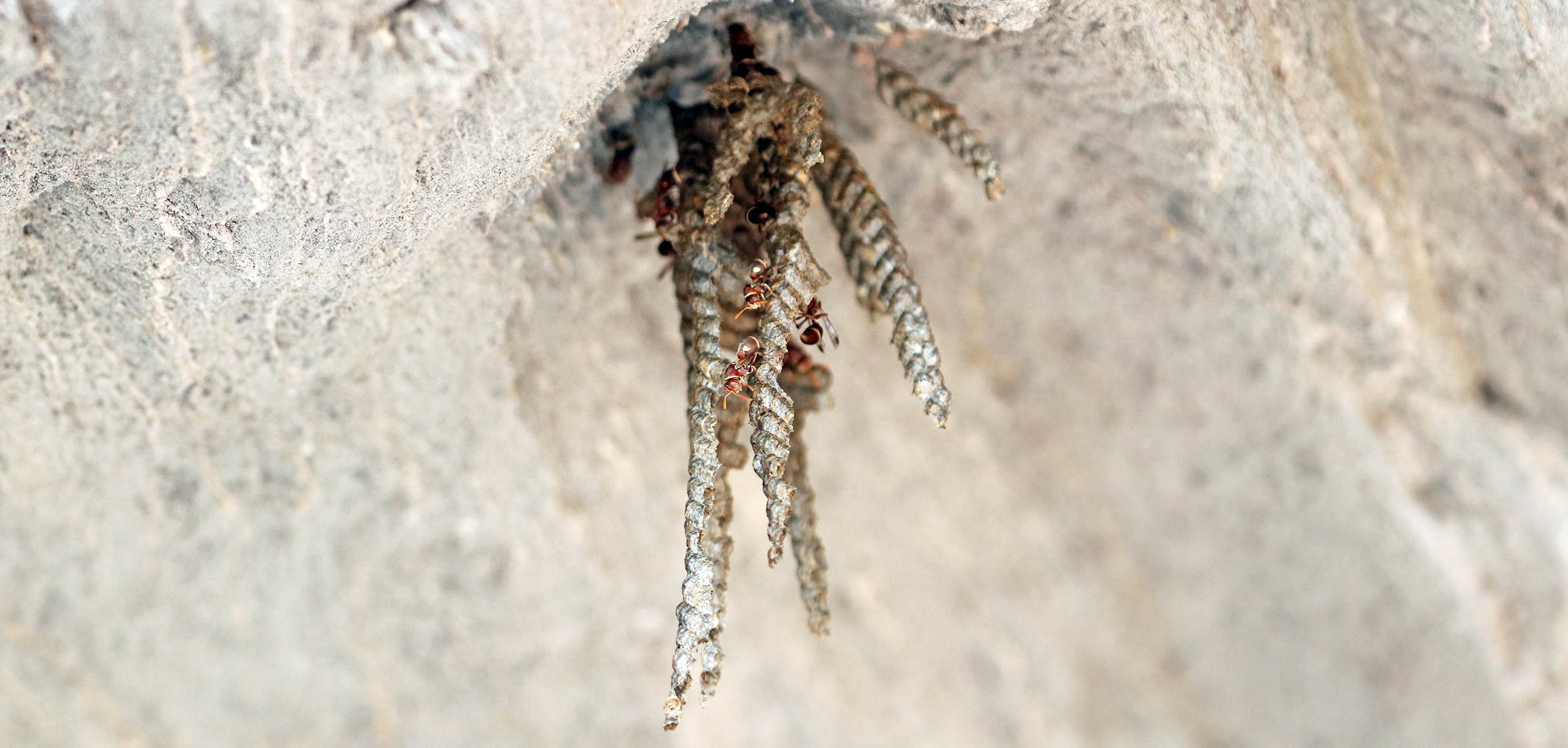wasp-paper-ropalidia-nares