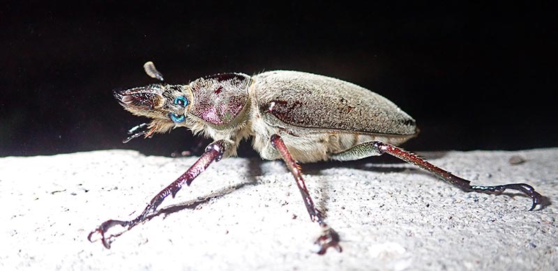 waychega-beetle-two-eyes