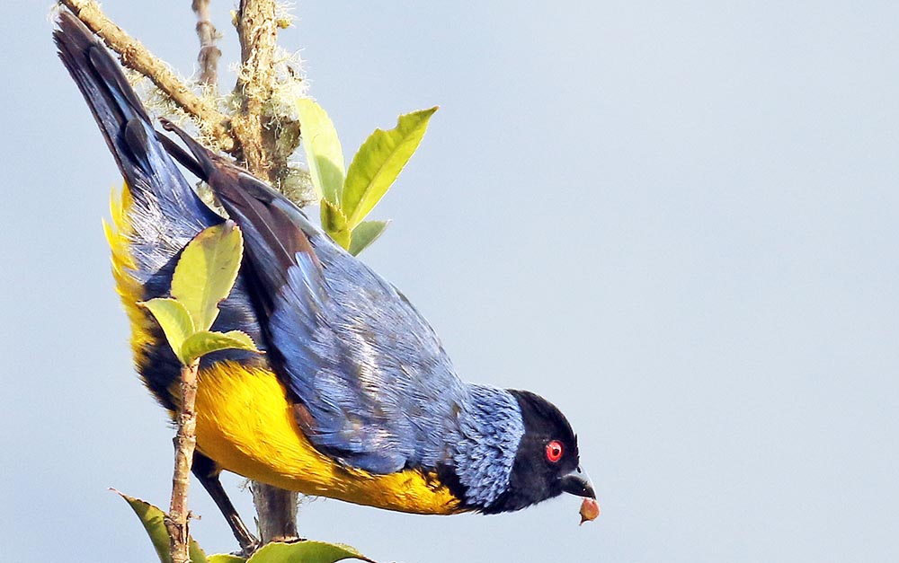 waychega-blue-yellow-bird
