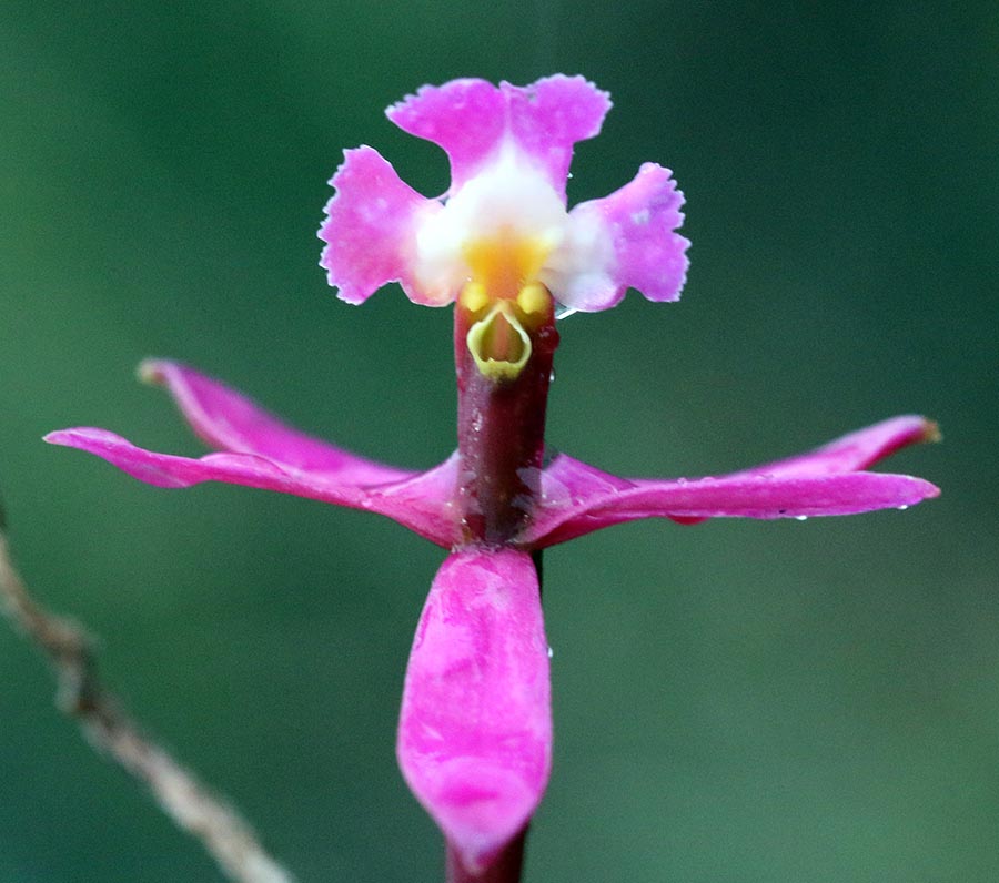 waychega-orchid-flower-person