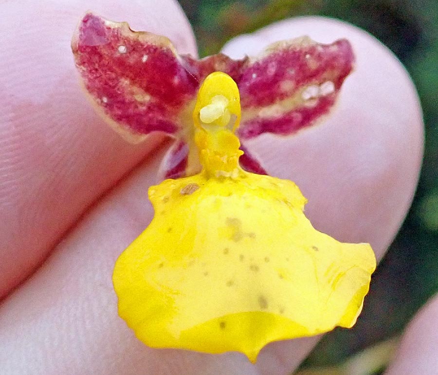 waychega-flower-yellow-orchid
