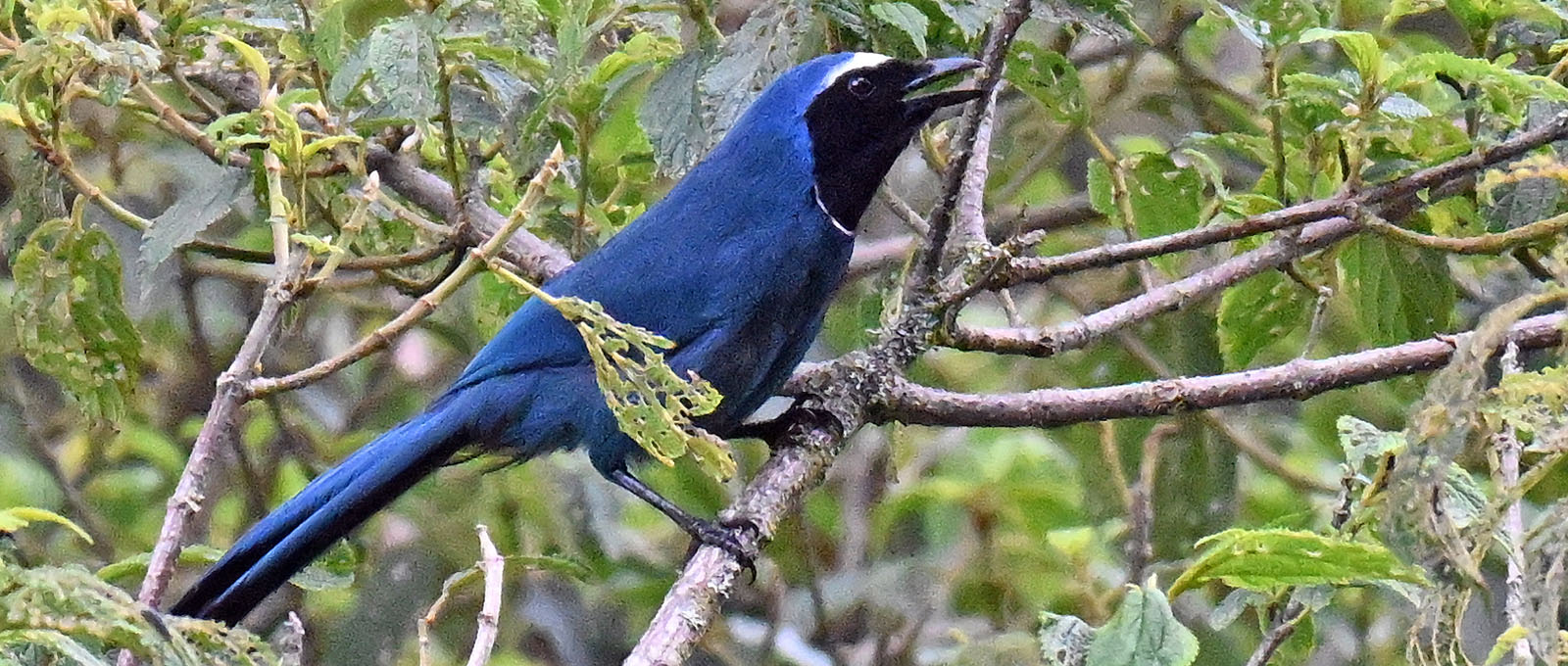 jucumari-white-collared-jay-