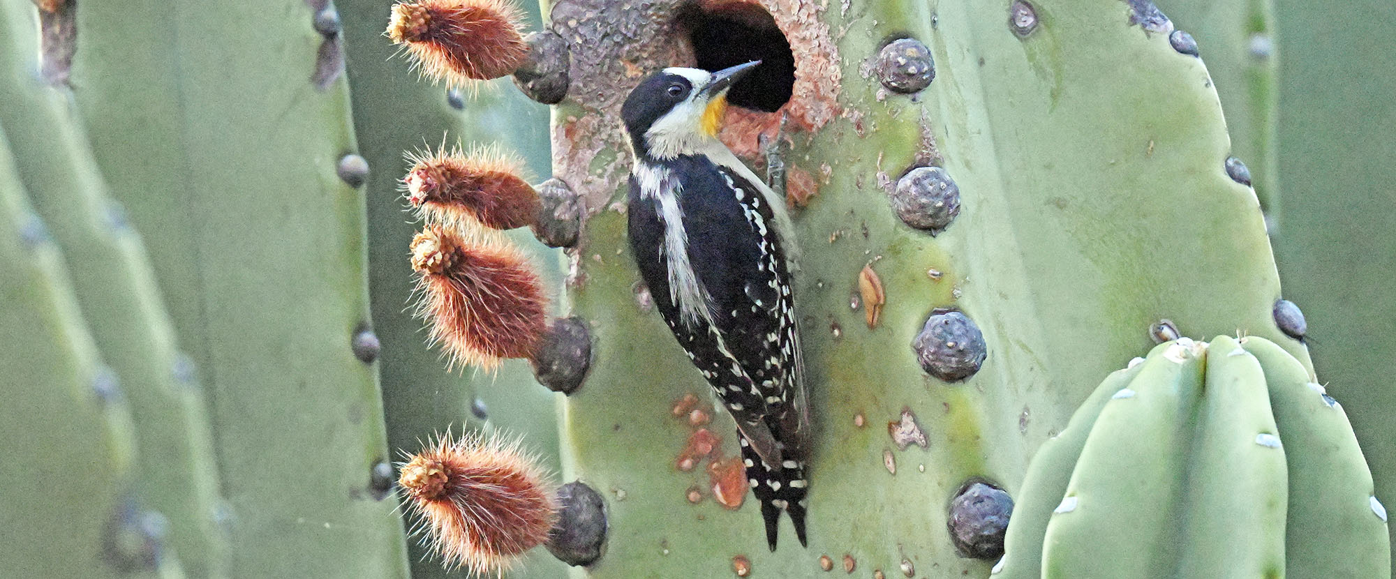 white-fronted-woodpecker-nesting-hole-cactus