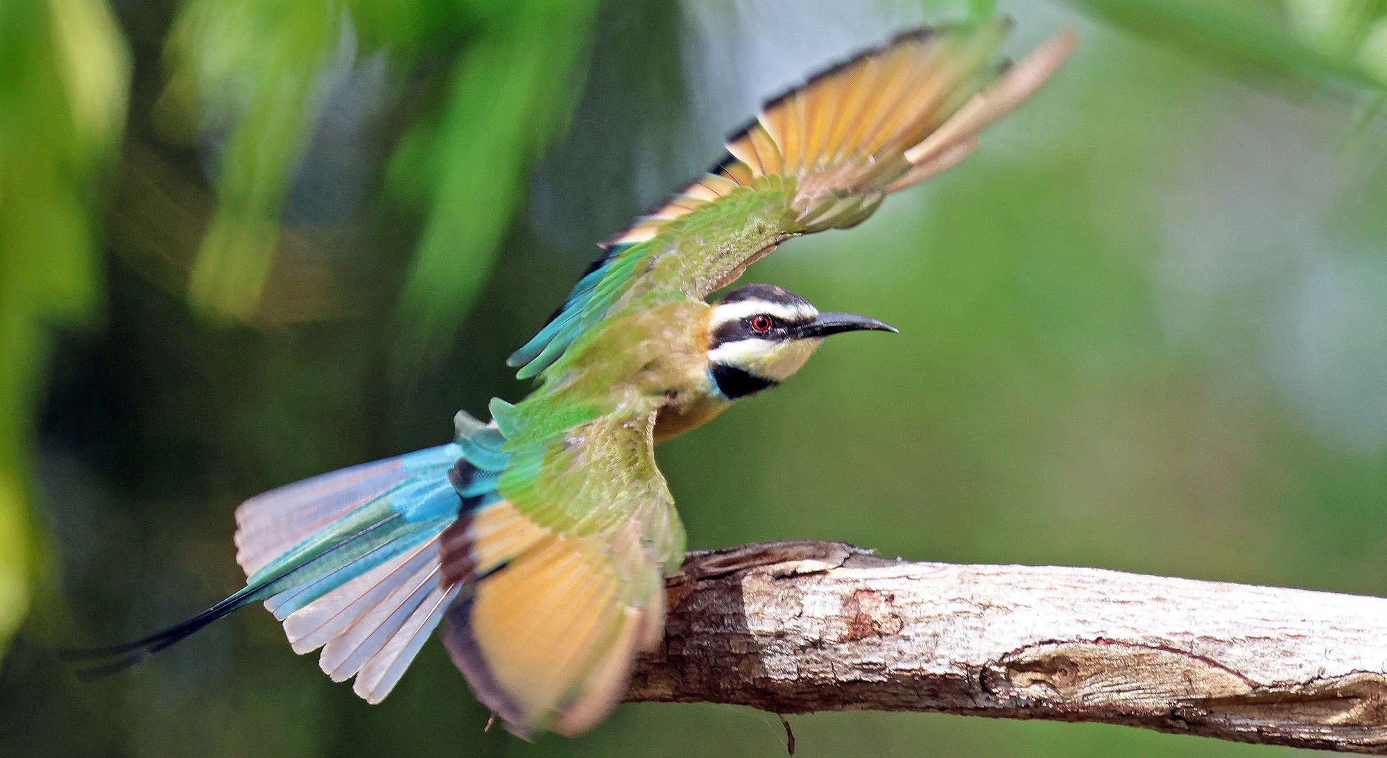 tanzania-kilwa-white-throted-bee-eater-