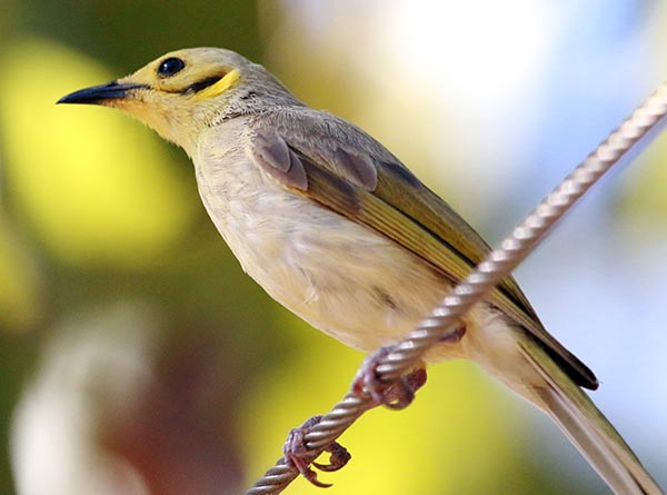 wyndham-crescent-honeyeater
