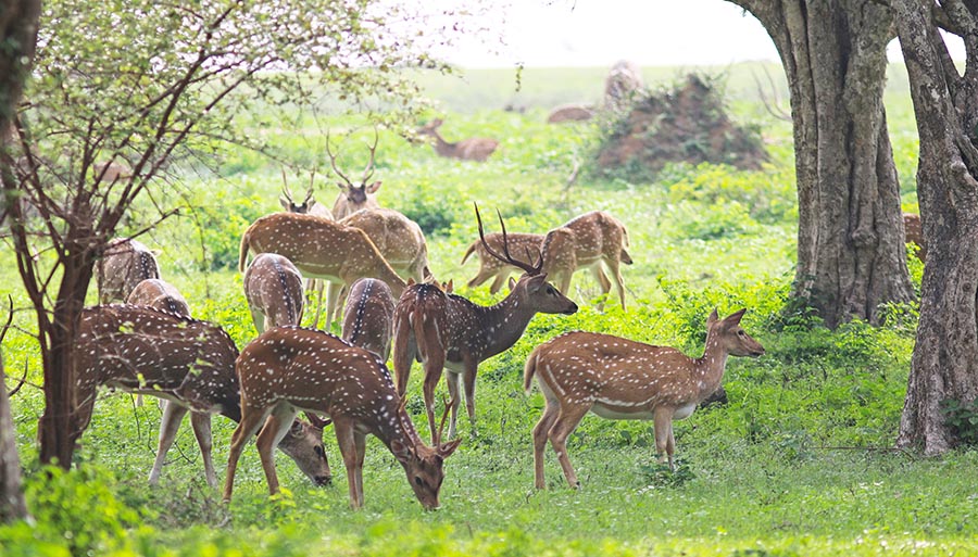 yala-deer