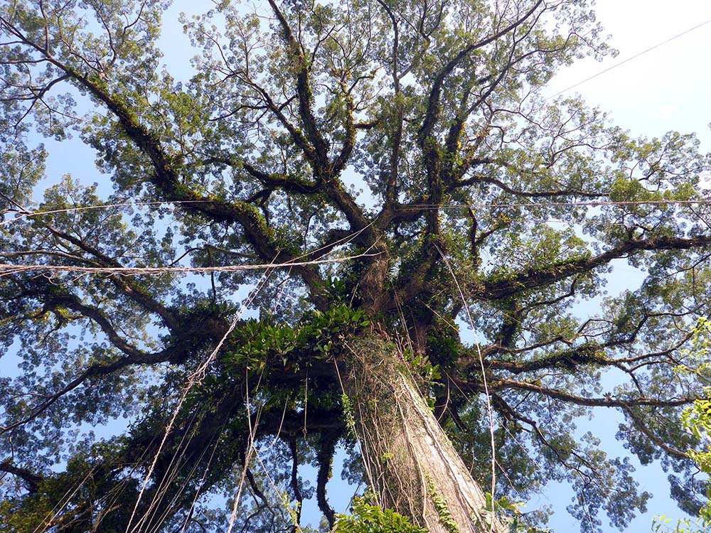 yarina-ceiba-kapok