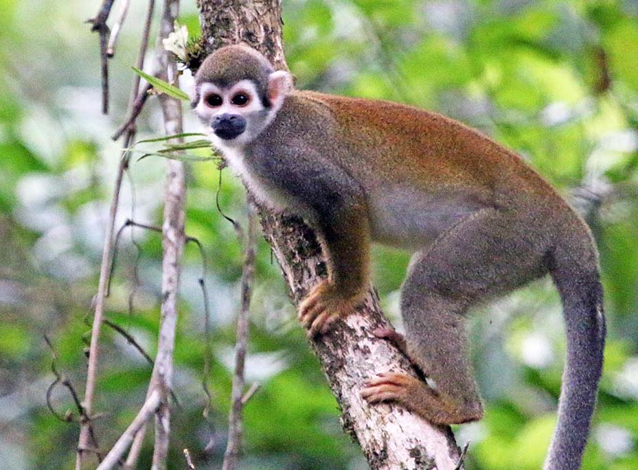 yarina-squirrel-monkey