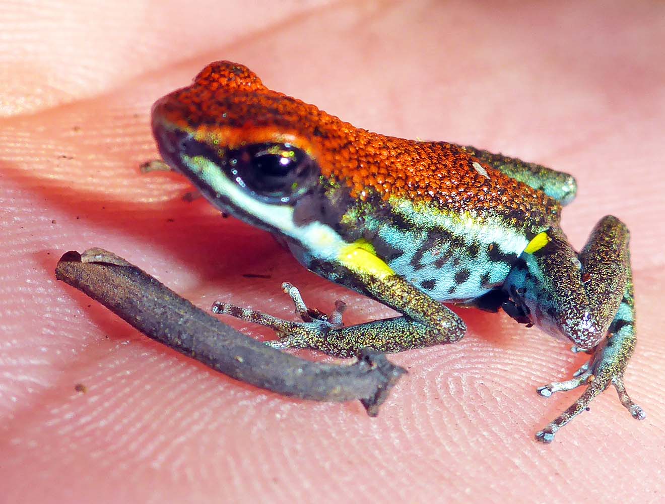 yarinaPoisonArrowFrog