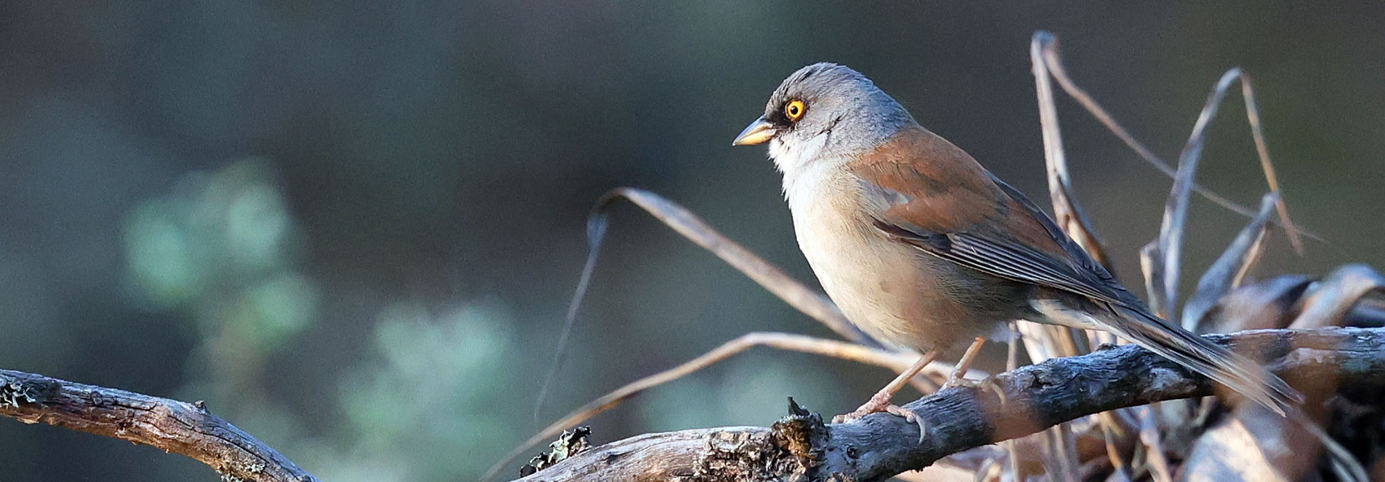 yellow-eyed-junco-le-cumbre
