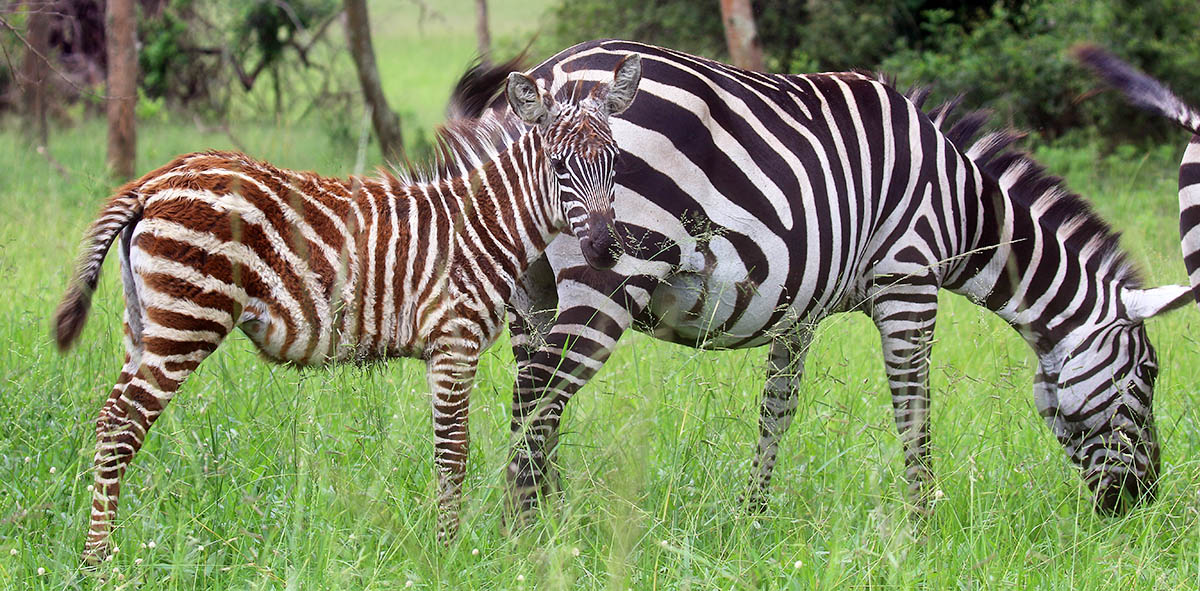 zebra-common-with-yoiung-mburo-uganda