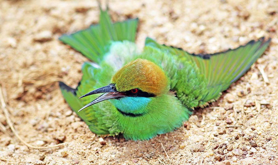Little Green Bee-eater (image by Damon Ramsey)