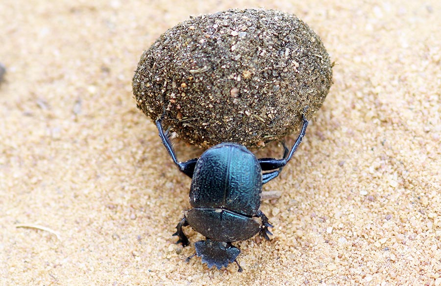 yala-dung-beetles