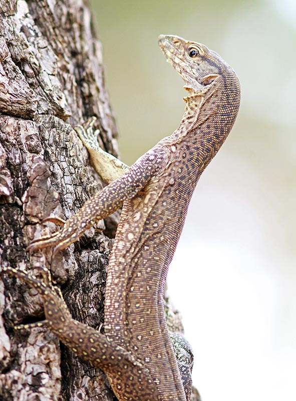 yala-monitor