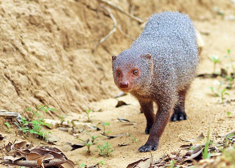 Ruddy Mongoose (image by Damon Ramsey)