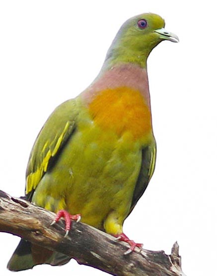 pigeo-orange-breasted-male-yala