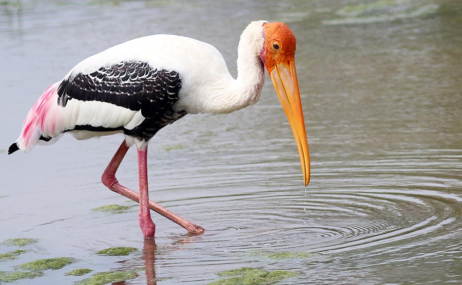 yala-painted-stork