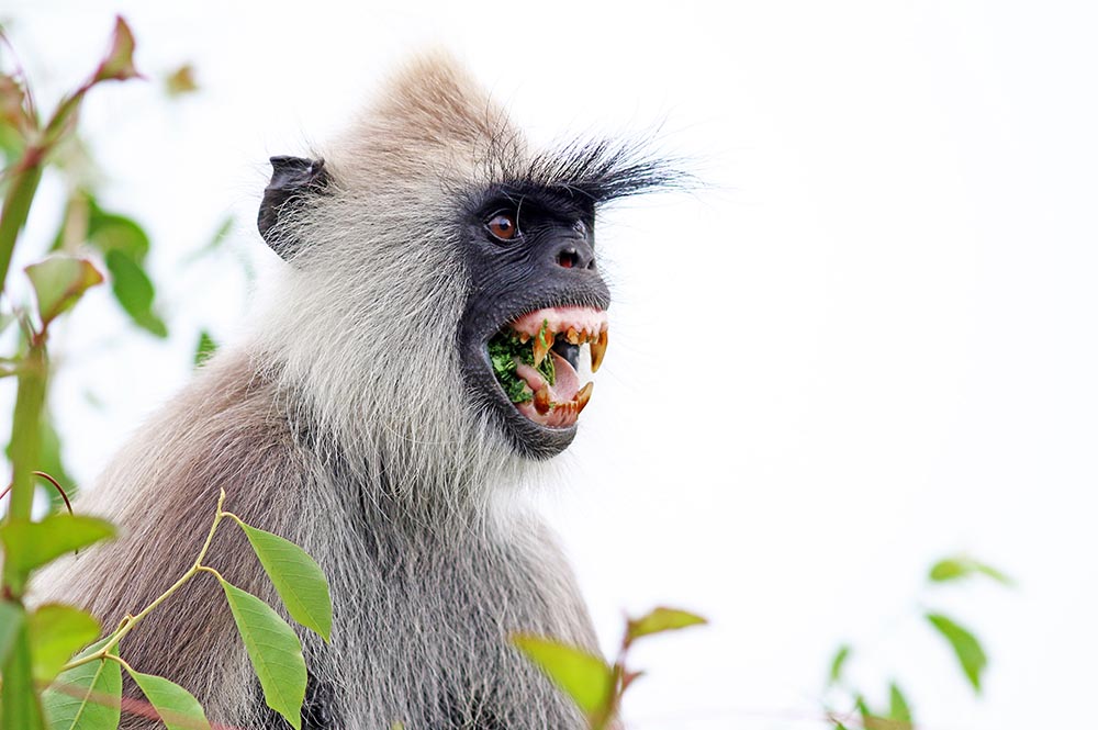 Yala-Tufted-Grey-Langur